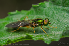 golden-fly