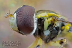 hoverfly
