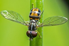 hoverfly004