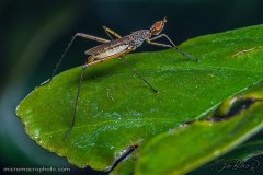 long-legged-fly