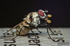 white-fly001