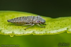 NYMPH