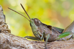 grasshopper02