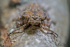 leaf-hopper-nymph002