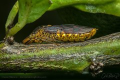leafhopper