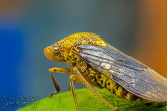 leafhopper01