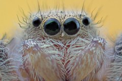 JUMPING SPIDERS
