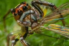 JUMPER-Thiodina-SP-001