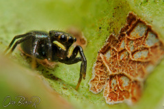 JUMPER-ant-mimic-002