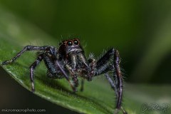 JUMPER002