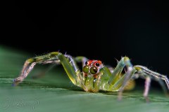 Magnolia Jumping Spider - female Lyssomanes viridis nymph