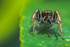 jumper-Zygoballus-rufipes001