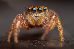 jumper-nymph-female-Phidippus-clarus