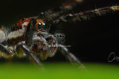 jumper006