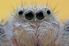 jumping-spider