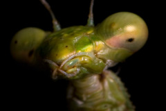 MANTIS005