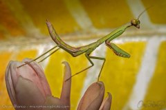 mantis