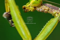 mantis001