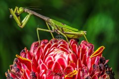 mantis005
