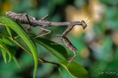 mantis012