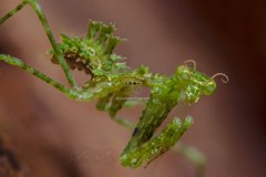 pogonogaster_tristani001