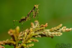 pogonogaster_tristani006