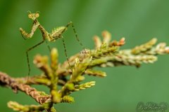 pogonogaster_tristani007