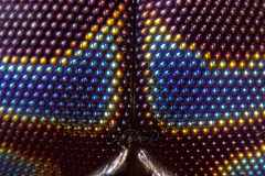 blue-fly002