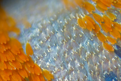 butterfly-wing-scales001