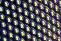 fly-eye1