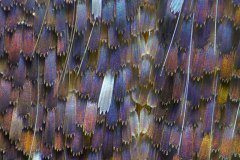 moth-scales03