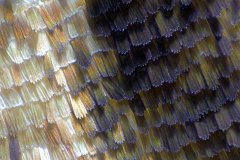 moth-scales05
