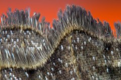 moth-wing001