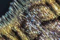 moth-wing05