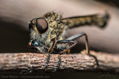 ROBBERFLIES