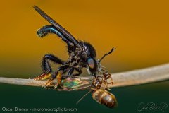 robberfly