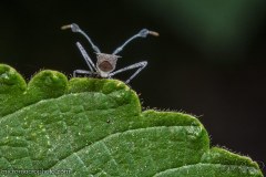 assassin-bug001