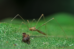 assassin-bug001
