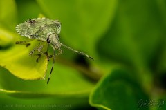 assassin-bug002