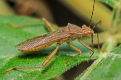 assassin-bug002