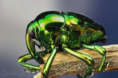 WEEVILS