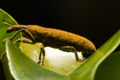 WEEVIL002