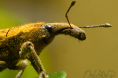 WEEVIL003