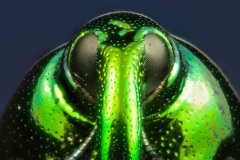 Weevil-Eurhinus-magnificus-Gyllenha2