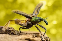 weevil-taking-flight