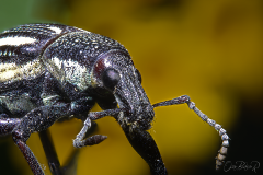 weevil001