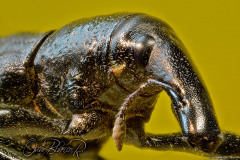 weevil002