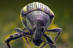 weevil003