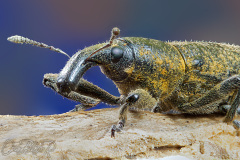 weevil005