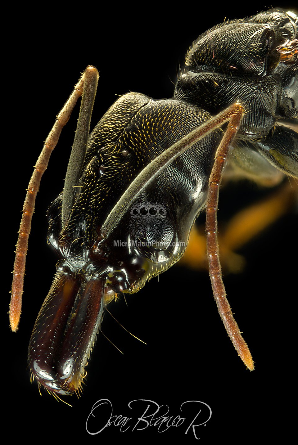 trapjaw-ant-odontomachus-bauri-close-up-costa-rica